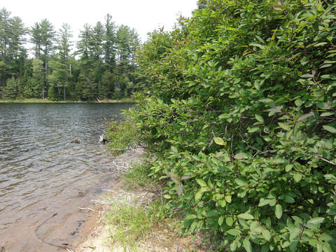 صورة Ilex mucronata (L.) M. Powell, V. Savolainen & S. Andrews