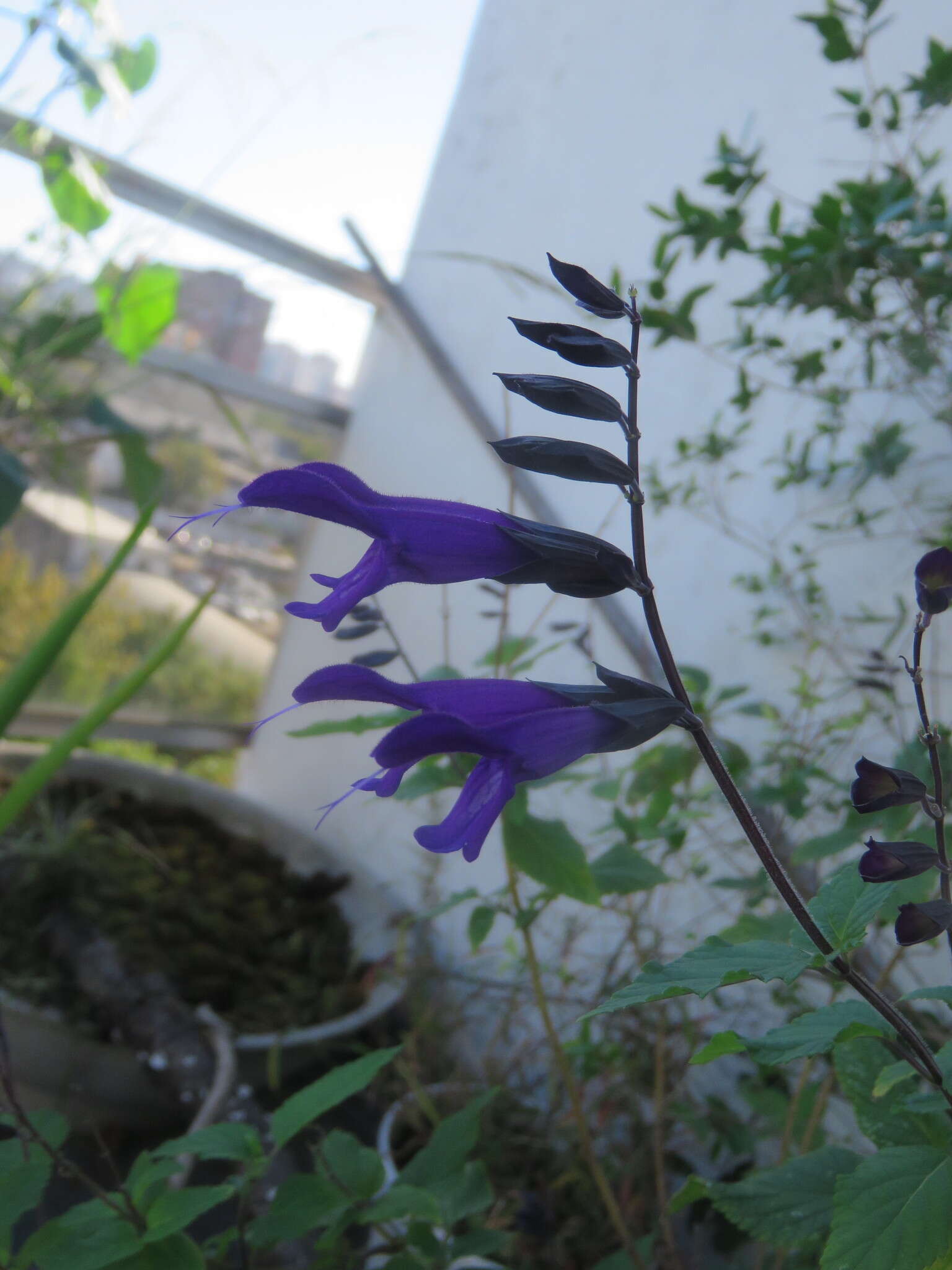 Image of Salvia coerulea Benth.