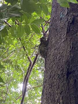 Image of scaly-tailed squirrel