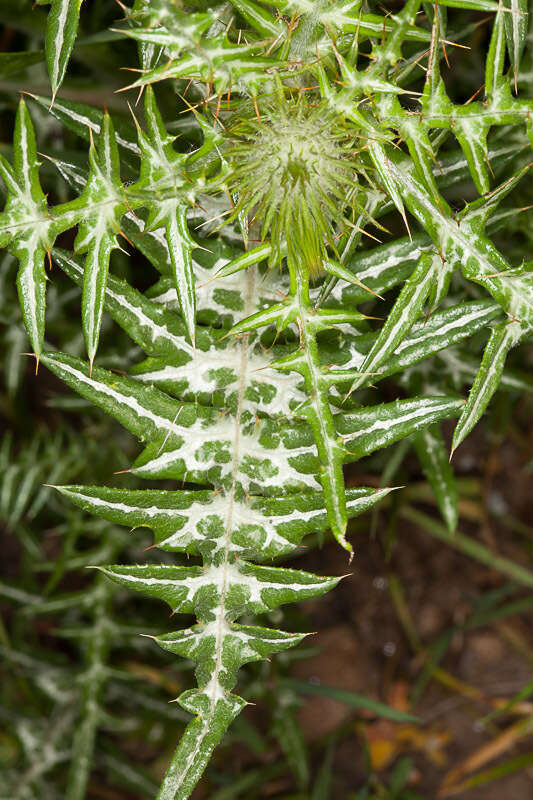 Image de Galactites tomentosa Moench