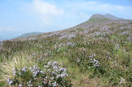 Image of Strobilanthes kunthiana