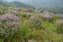 Image of Strobilanthes kunthiana