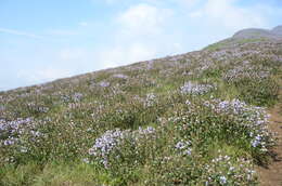 Image of Strobilanthes kunthiana