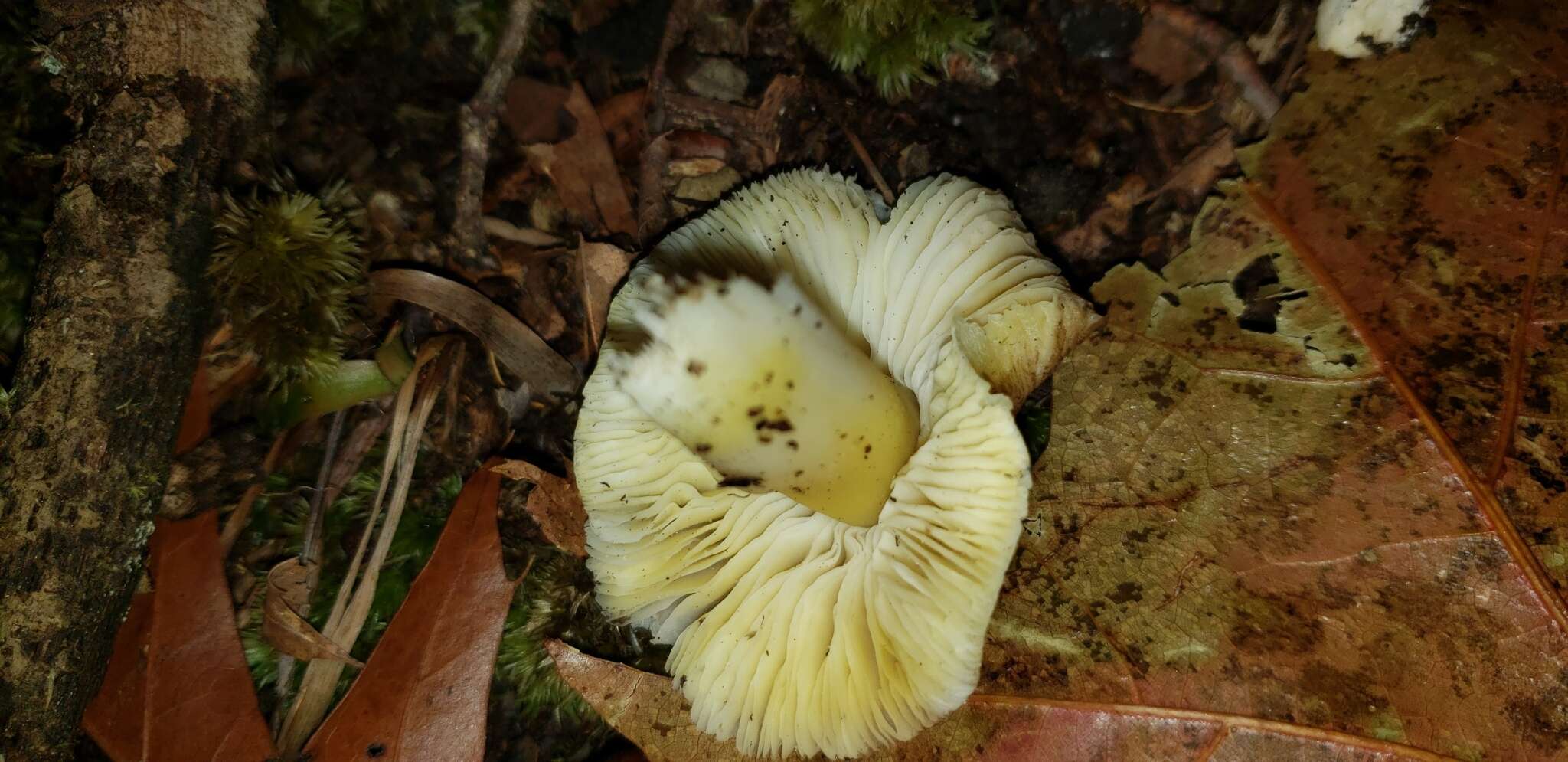 Image of Tricholoma sejunctum (Sowerby) Quél. 1872