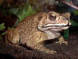 Image of asian black spotted toad