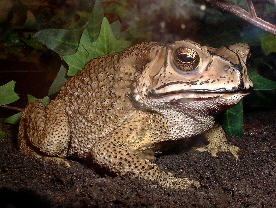 Image of Asian black-spined toad