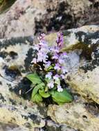 Image of Stenoglottis macloughlinii (L. Bolus) G. McDonald ex J. M. H. Shaw