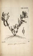 Image of Epidendrum difforme Jacq.