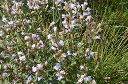 Image of Strobilanthes kunthiana