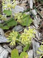 Image de Hydrocotyle laxiflora DC.