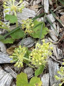 Image of Hydrocotyle laxiflora DC.