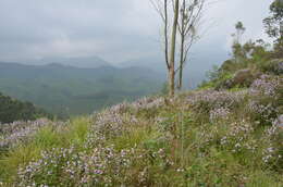 Image of Strobilanthes kunthiana