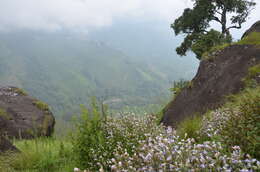 Image of Strobilanthes kunthiana