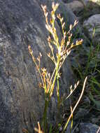 Juncus pelocarpus E. Mey.的圖片