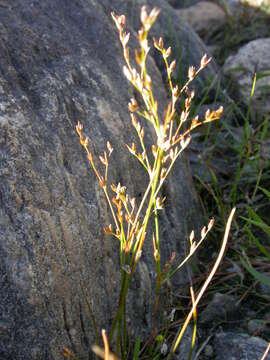 Image of brownfruit rush