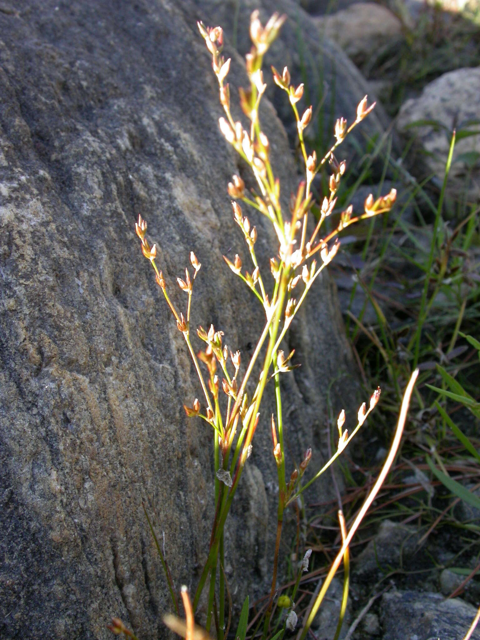 Juncus pelocarpus E. Mey.的圖片