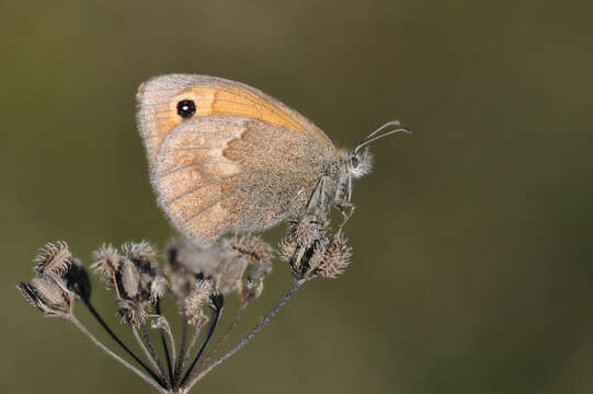 Image of small heath