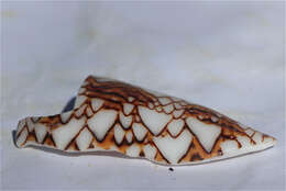 Image of Killer textile cone snail