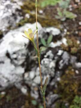 Lactuca viminea (L.) J. & C. Presl的圖片