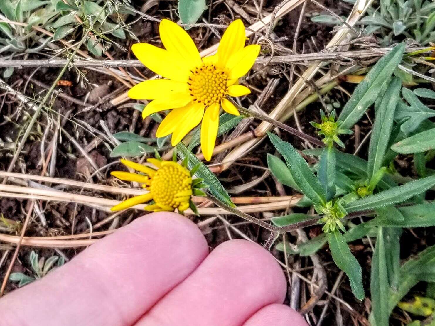 Image de Heliomeris multiflora Nutt.