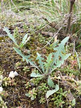 Lactuca viminea (L.) J. & C. Presl的圖片