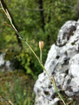 Lactuca viminea (L.) J. & C. Presl的圖片