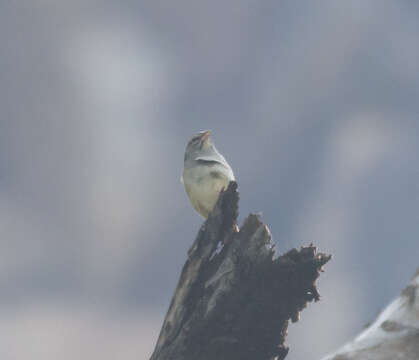 Image of Cinnamon-tailed Sparrow