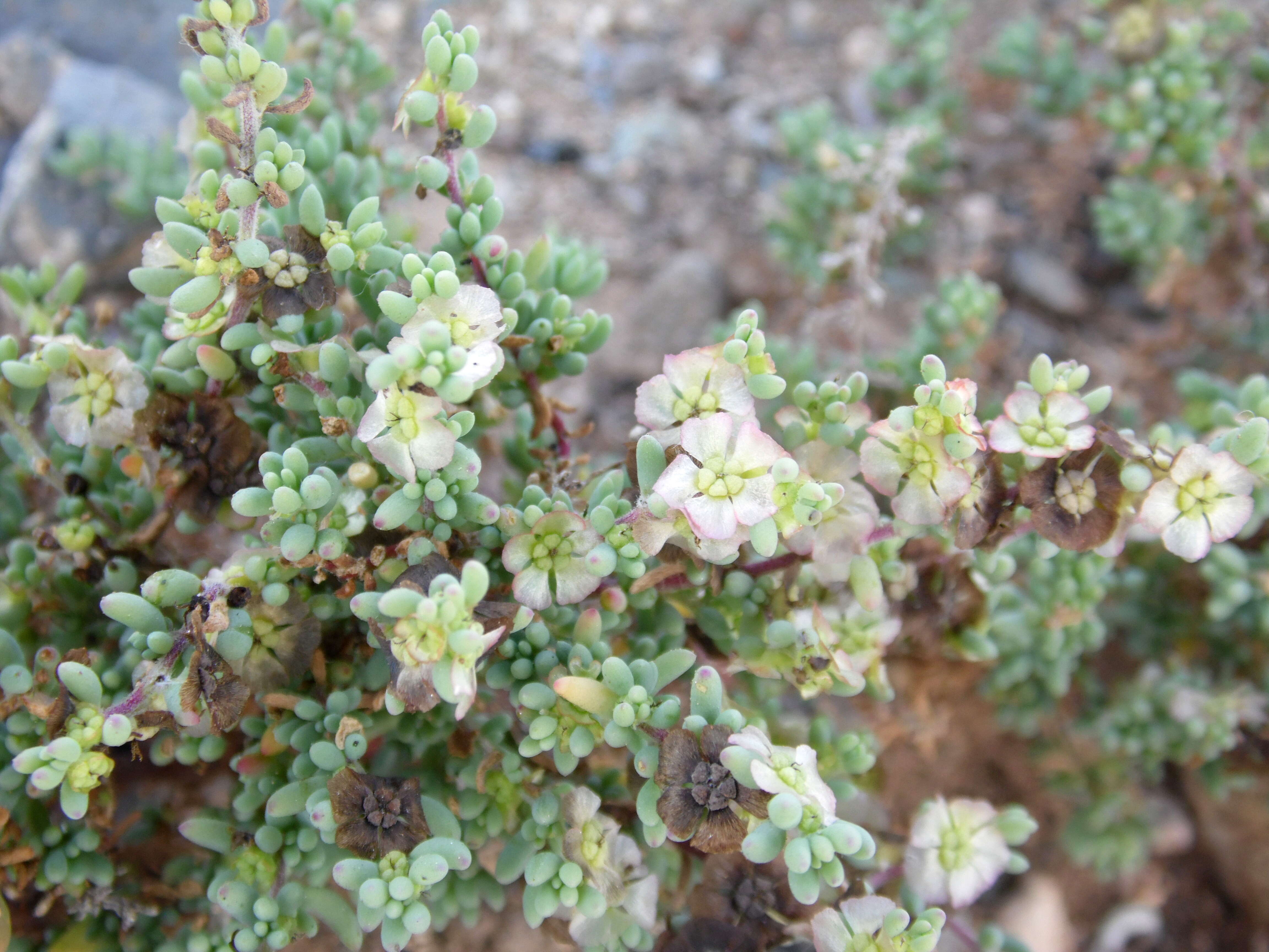 Слика од Maireana brevifolia (R. Br.) P. G. Wilson