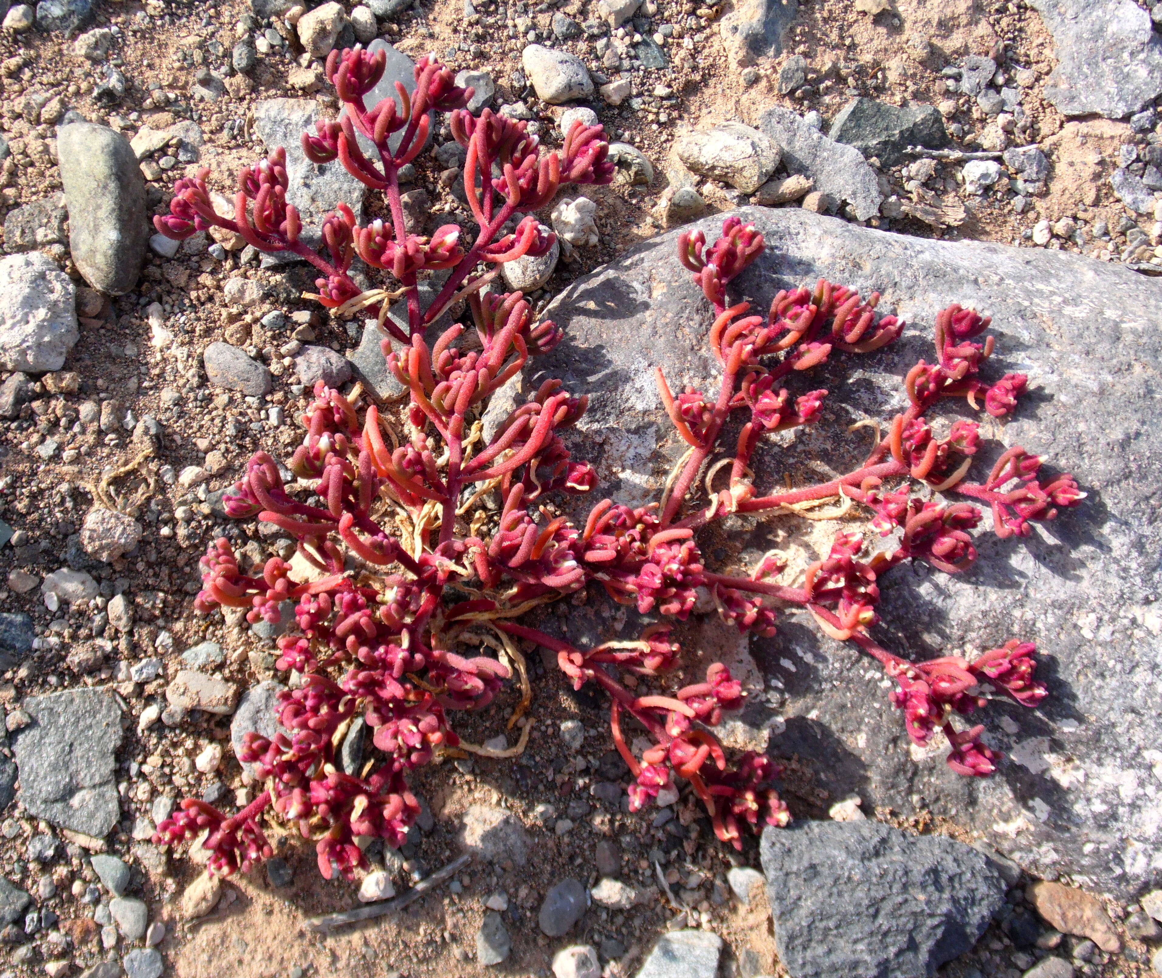 Mesembryanthemum nodiflorum L.的圖片