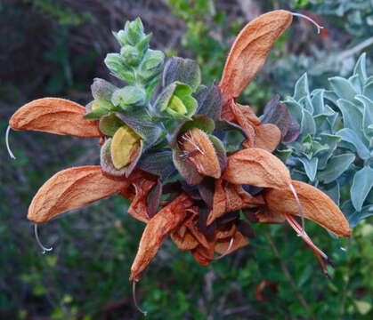 Salvia aurea L. resmi