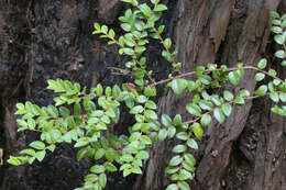 Image of evergreen huckleberry