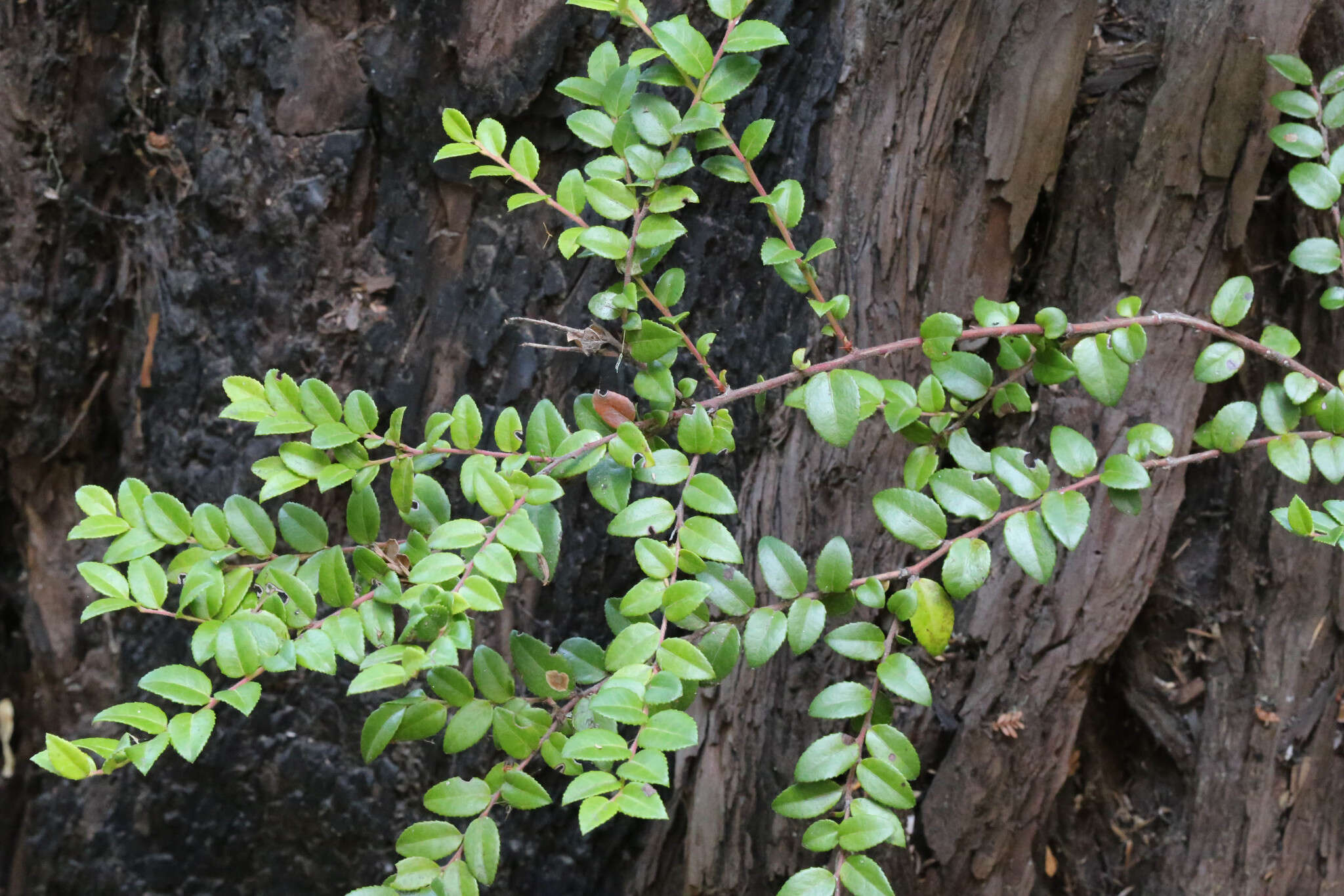 Image of evergreen huckleberry