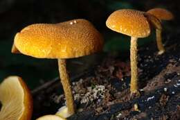 Imagem de Phaeomarasmius proximans (A. H. Sm. & Hesler) Singer 1989