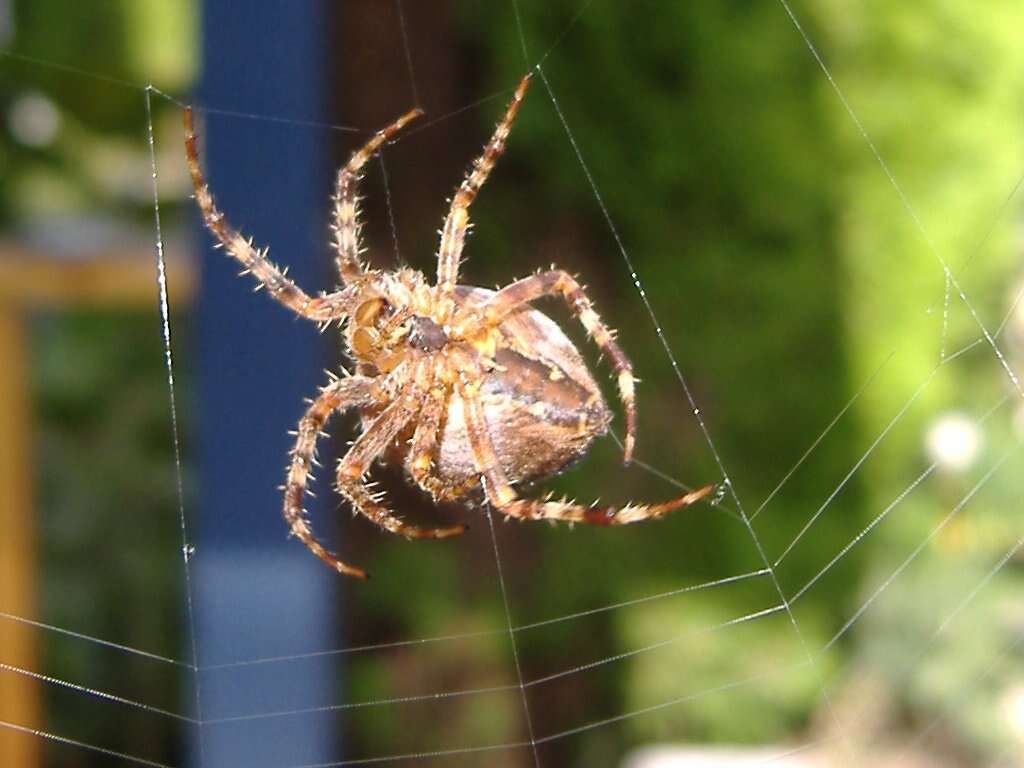 Image of Garden spider