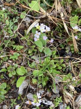 Image of rockcress