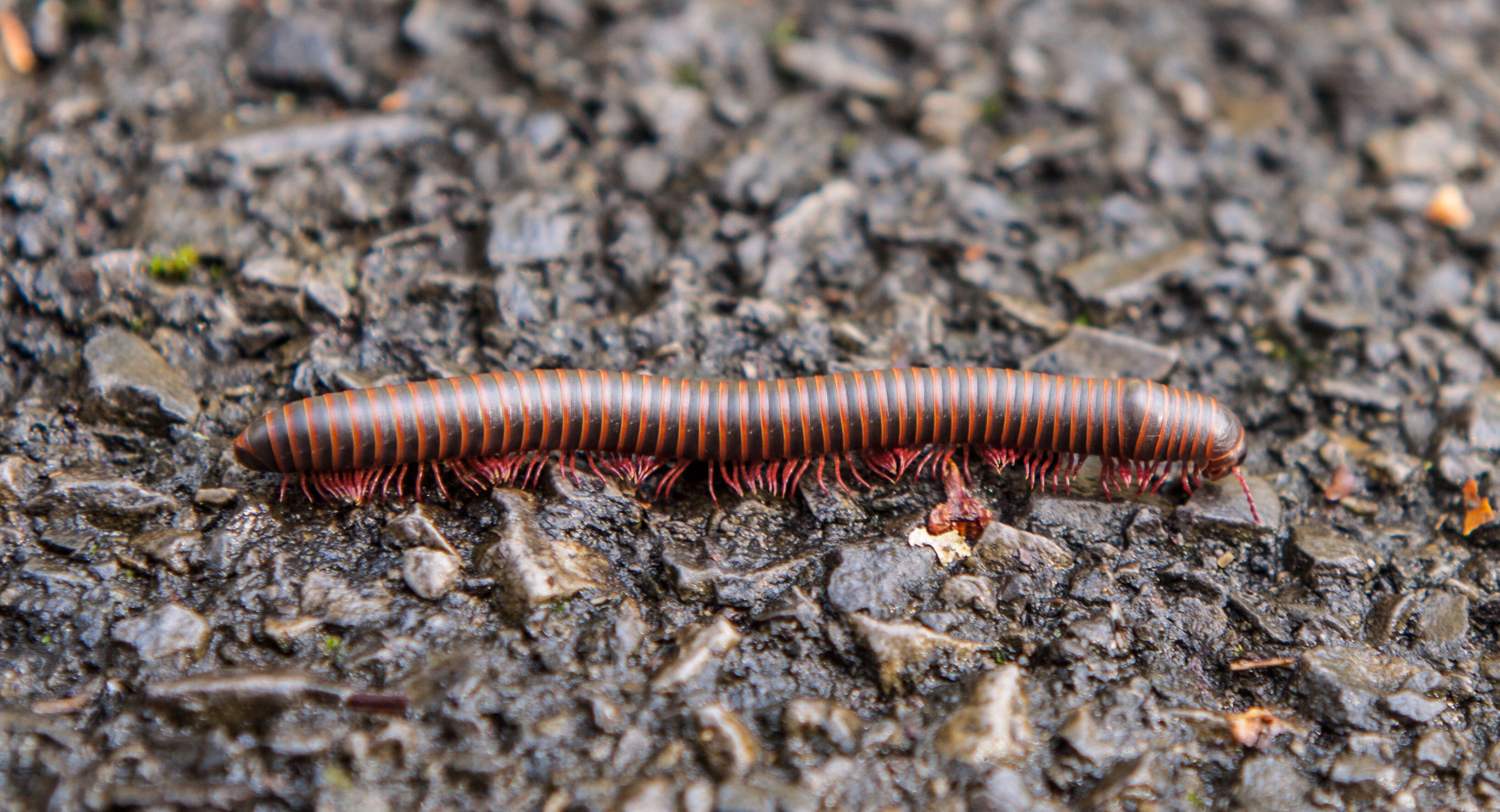 Image of American giant millipede