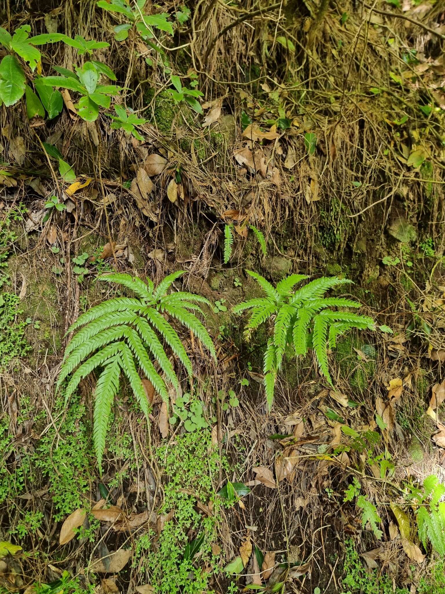 Image of Pteris incompleta Cav.