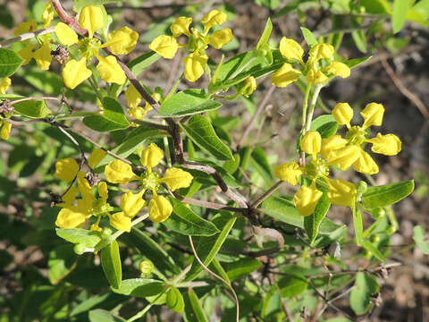 صورة Cottsia californica (Benth.) W. R. Anderson & C. Davis