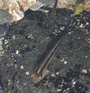 Image of Common Triplefin