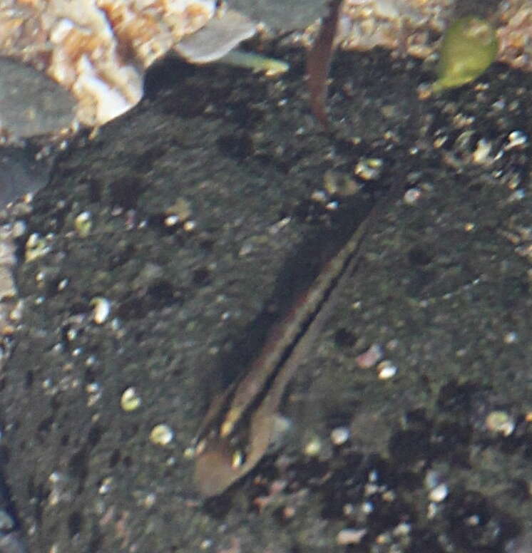 Image of Common Triplefin