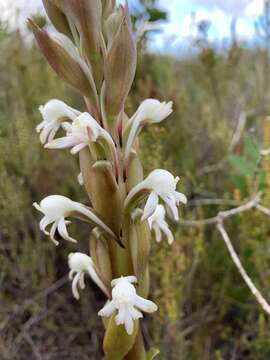 Imagem de Satyrium candidum Lindl.