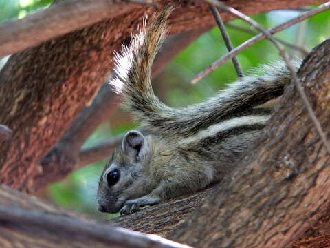 Image of Congo Rope Squirrel