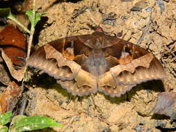 Image of Cyligramma fluctuosa Drury 1773