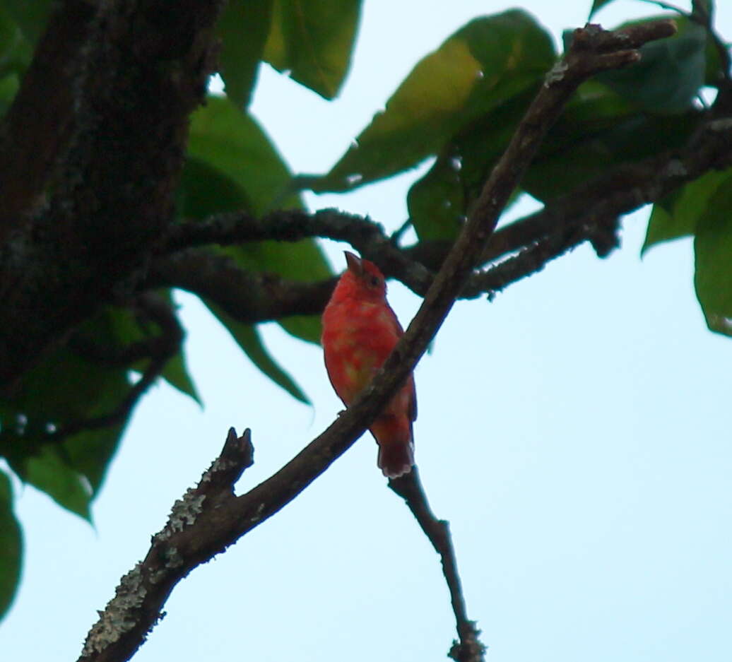 Image of Summer Tanager