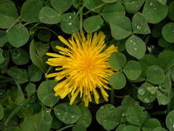 Image of white clover