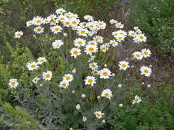 Tanacetum poteriifolium (Ledeb.) Grierson的圖片