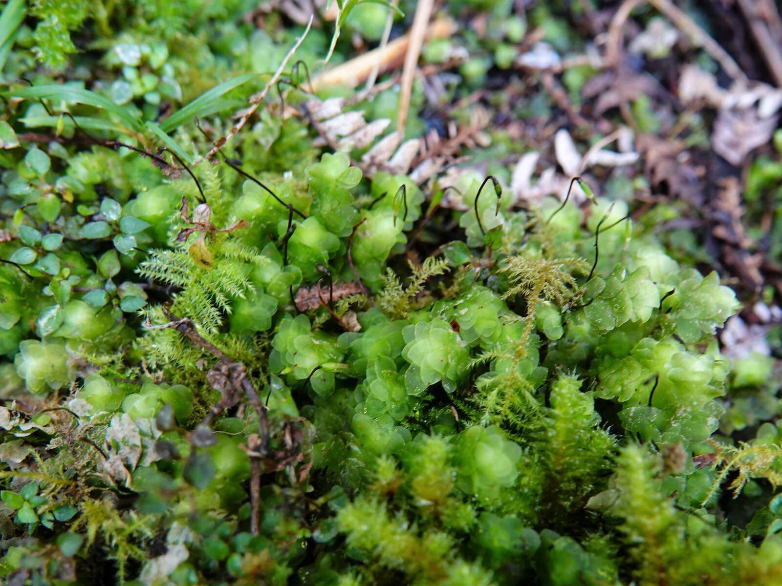 Image of Achrophyllum quadrifarium Vitt & Crosby 1972