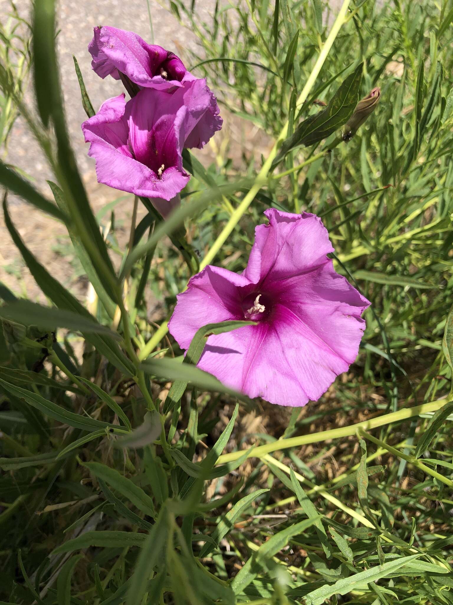 Ipomoea leptophylla Torr.的圖片