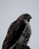 Image of Red-tailed Hawk