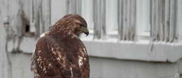 Image of Red-tailed Hawk